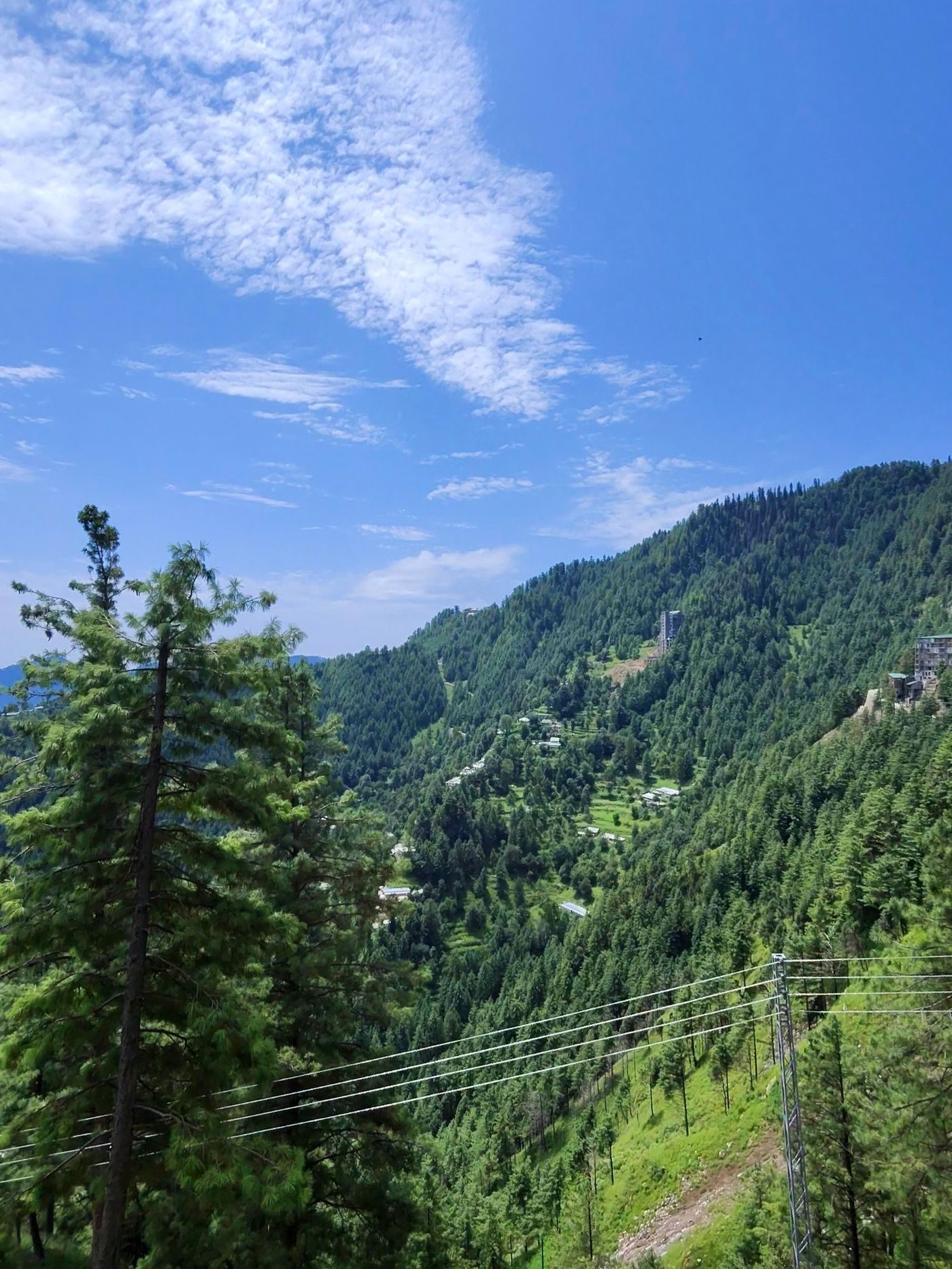 Pine forest valley Khairagali